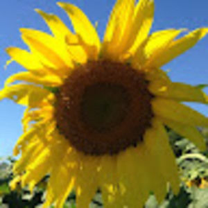 Meet your Posher, Barbara